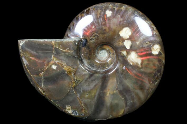 Flashy Red Iridescent Ammonite - Wide #81846